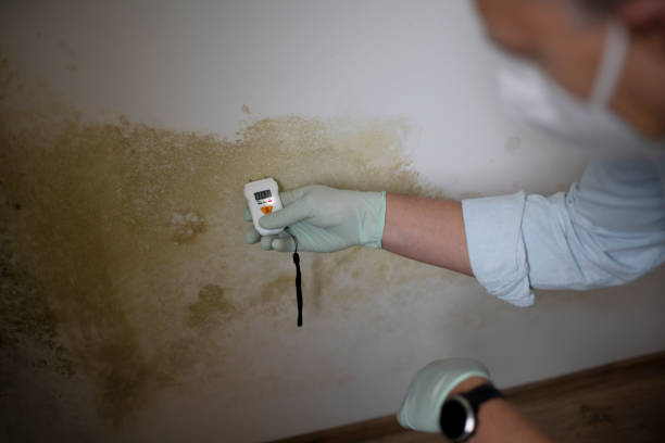 Office Mold Removal Services in Mississippi State, MS